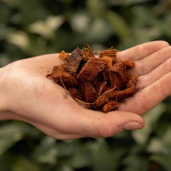 Coconut_husk_chips kaufen
