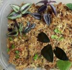 Sphagnum Moos 150 g 12 Liter kaufen