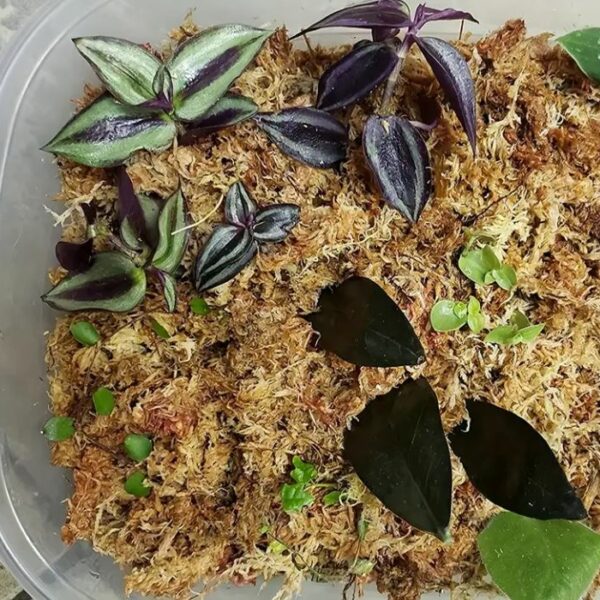 Sphagnum Moos 150 g 12 Liter kaufen