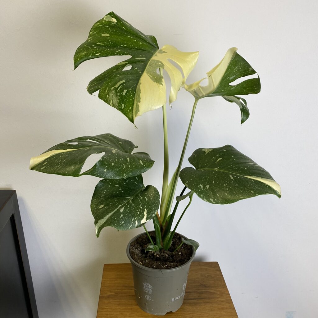 Start 16 monstera thai constellation kaufen
