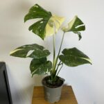 monstera thai constellation kaufen