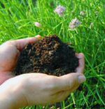 wurmhumus_substrat duenger