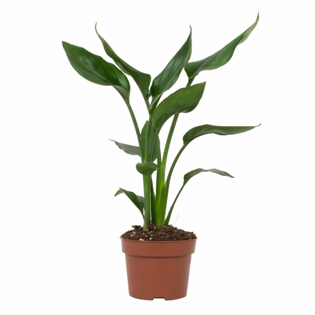 Start 14 Strelitzia reginae