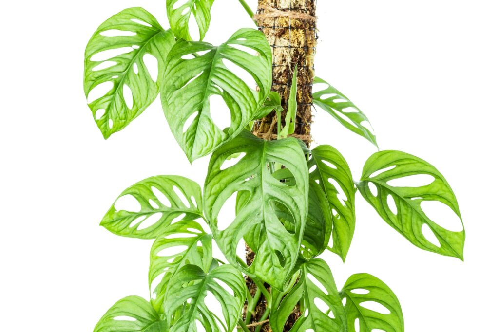 Monstera Adansonii established on the moss pole
