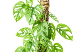 Blog 1 Monstera Adansonii established on the moss pole