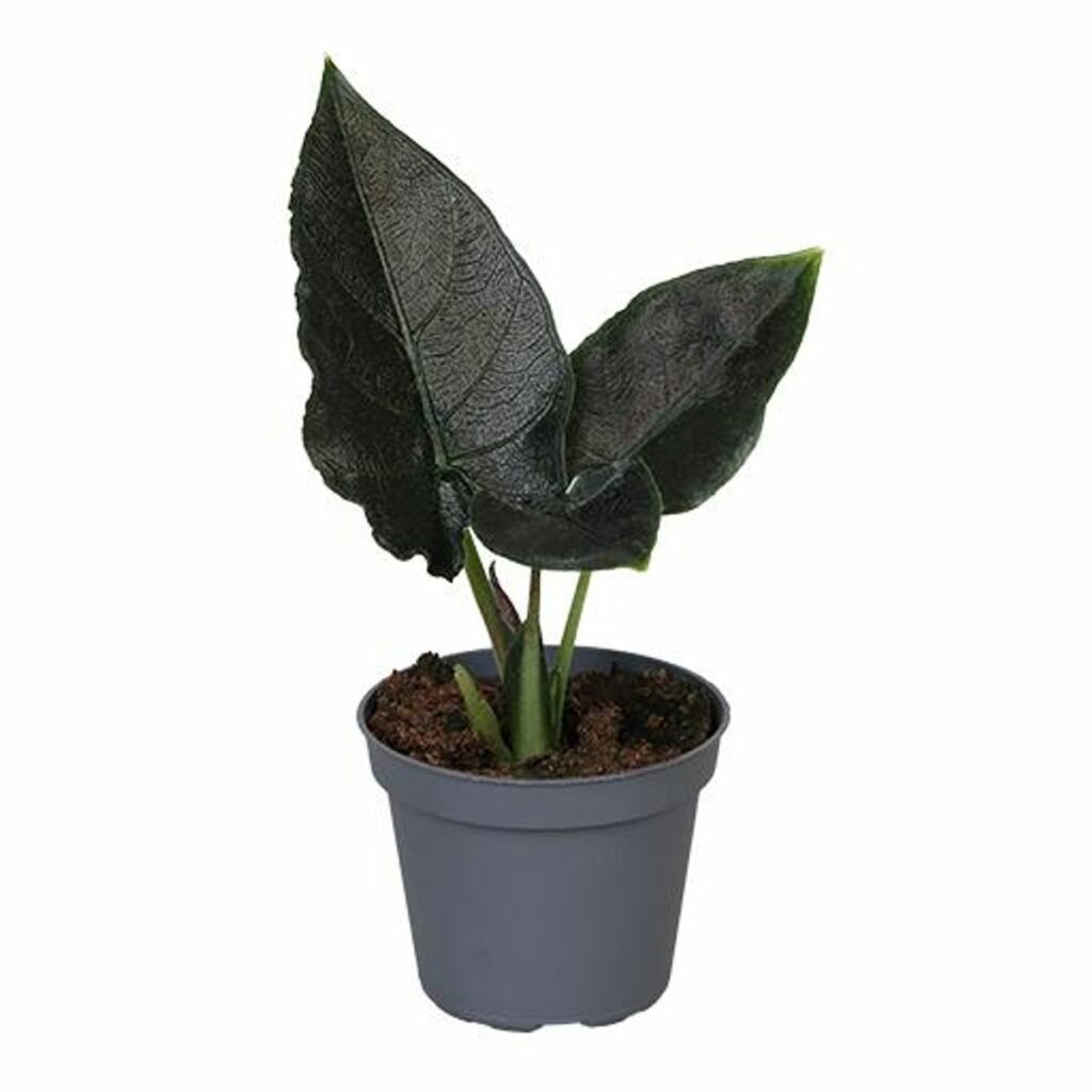 Start 9 Alocasia Antoro Velvet
