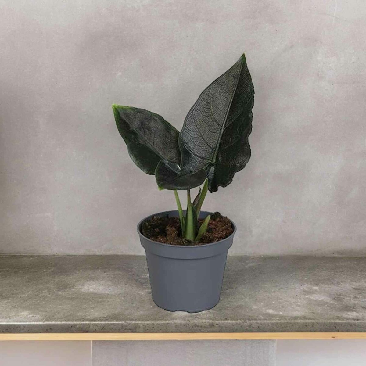 Alocasia Antoro Velvet kaufen online bestellen Alocasia Antoro Velvet kaufen online bestellen