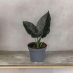 Alocasia Antoro Velvet kaufen online bestellen