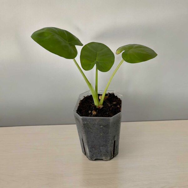 Leucocasia Gigantea Laosy Giant bestellen