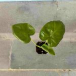 Leucocasia Gigantea Laosy Giant deuschland kaufen