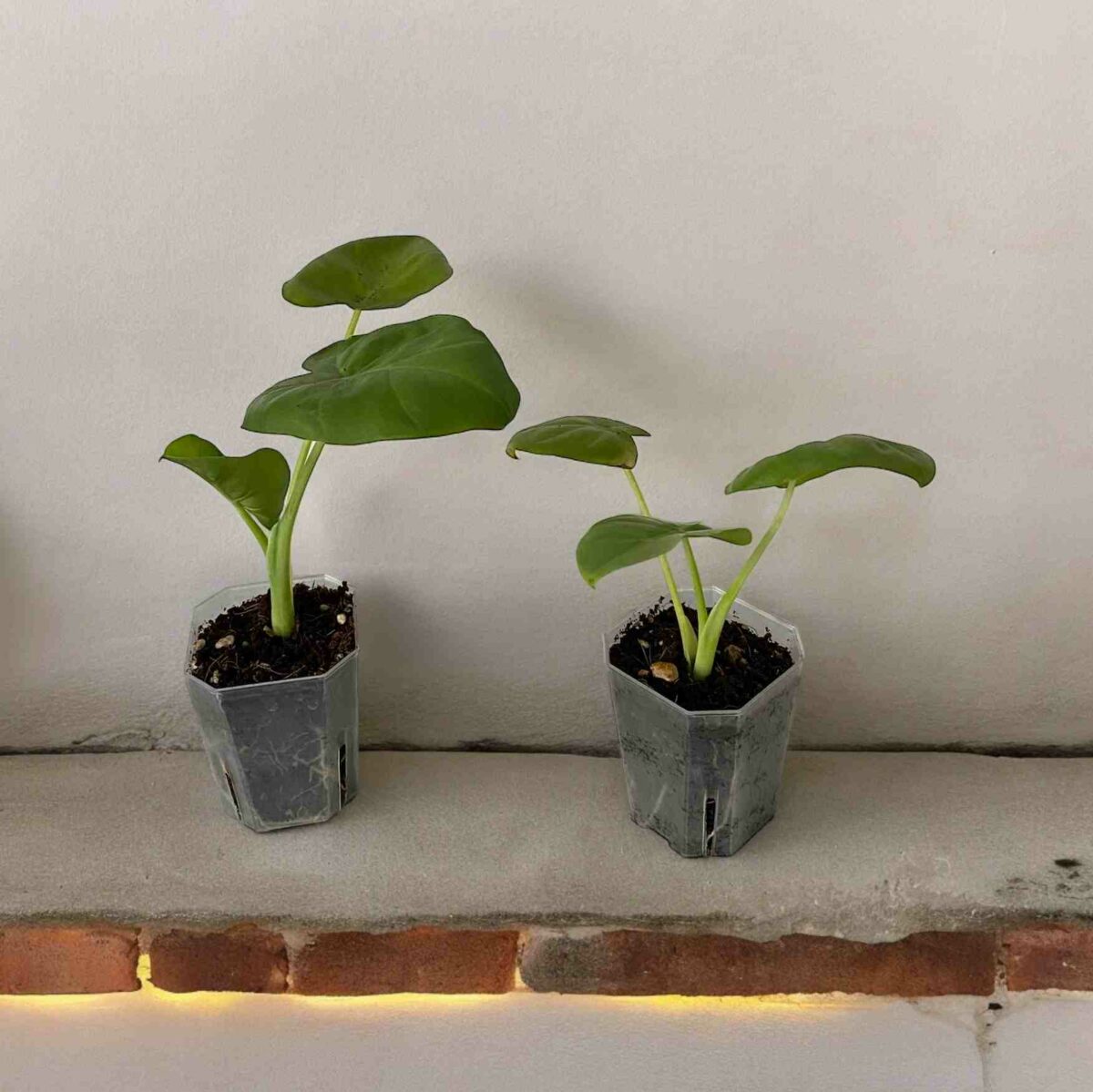 Leucocasia Gigantea Laosy Giant kaufen