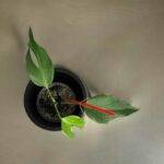 Monstera Burle Marx Flame bestellen kaufen