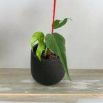 Monstera Burle Marx Flame kaufen