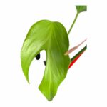 Monstera Burle Marx Flame – Bild 3