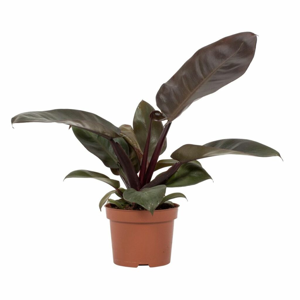 Start 13 Philodendron BLACK CARDINAL