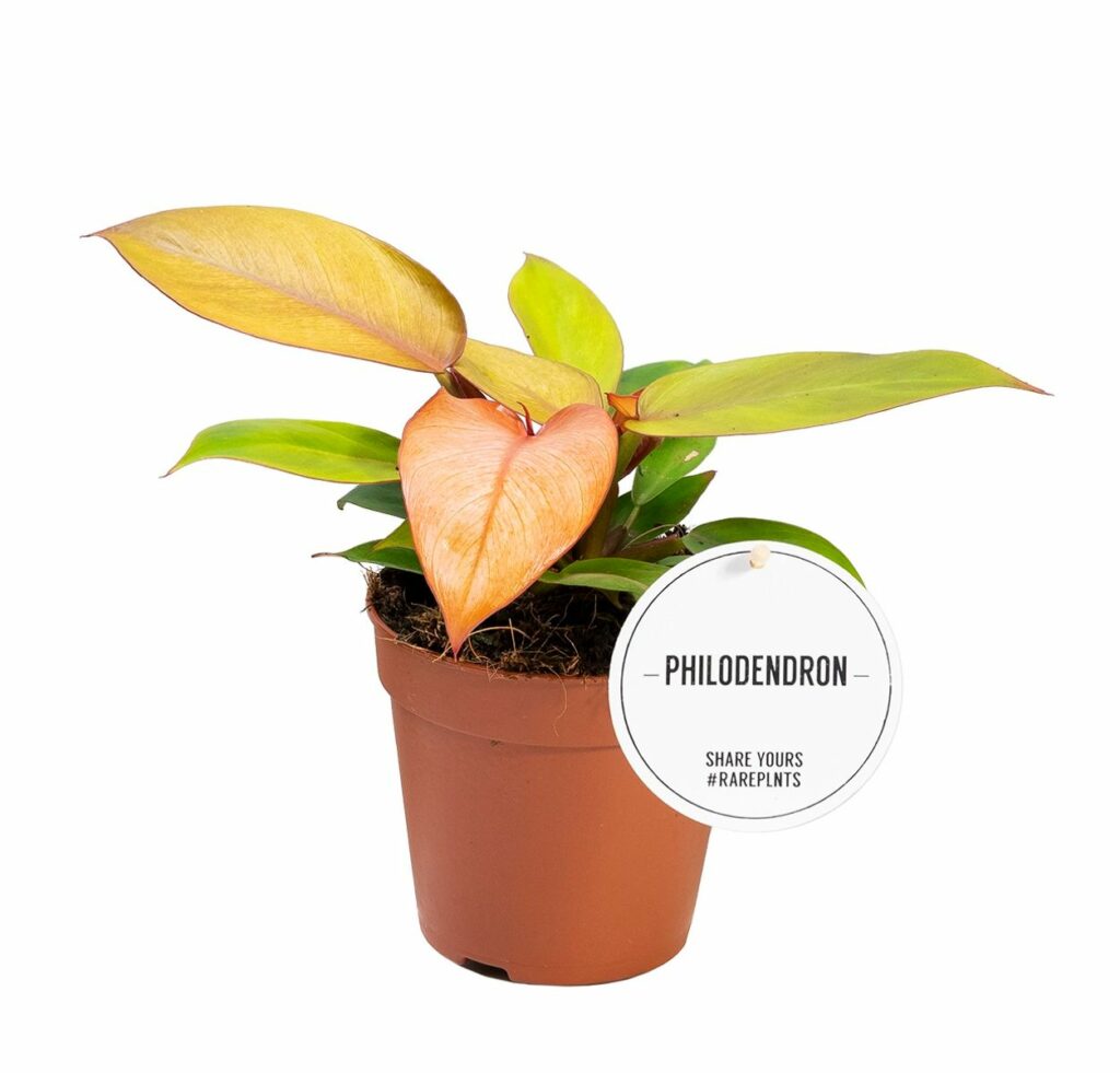 Start 1 Philodendron Prince of Orange