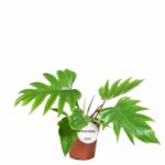 Philodendron mayoi kaufen