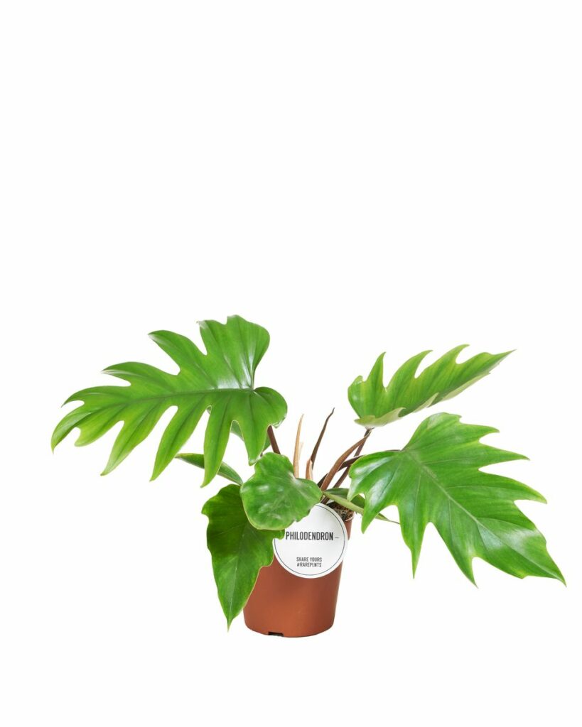 Start 9 Philodendron mayoi kaufen