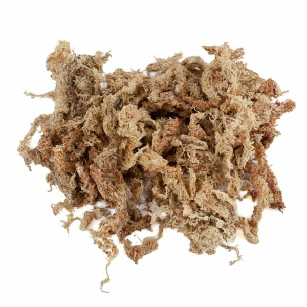 Sphagnum Moos 300 Gramm aus Chile