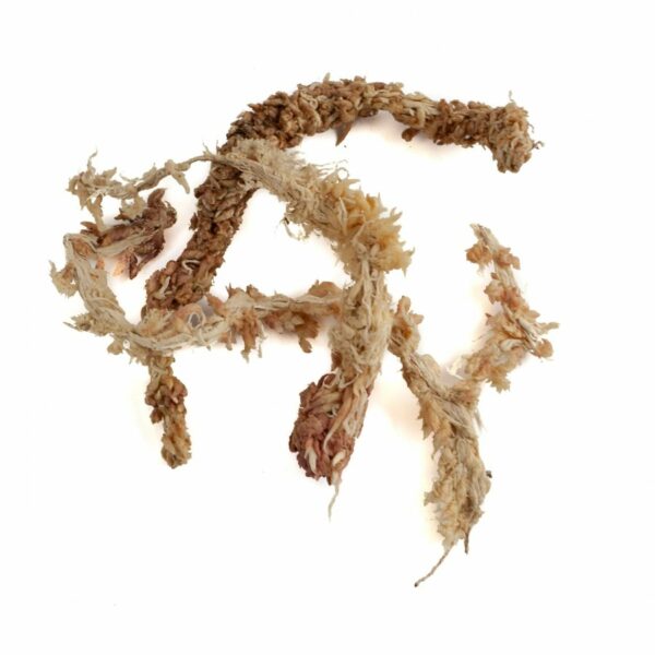 Sphagnum Moos aus Chile kaufen