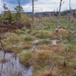 Sphagnum Moos kaufen online bestellen